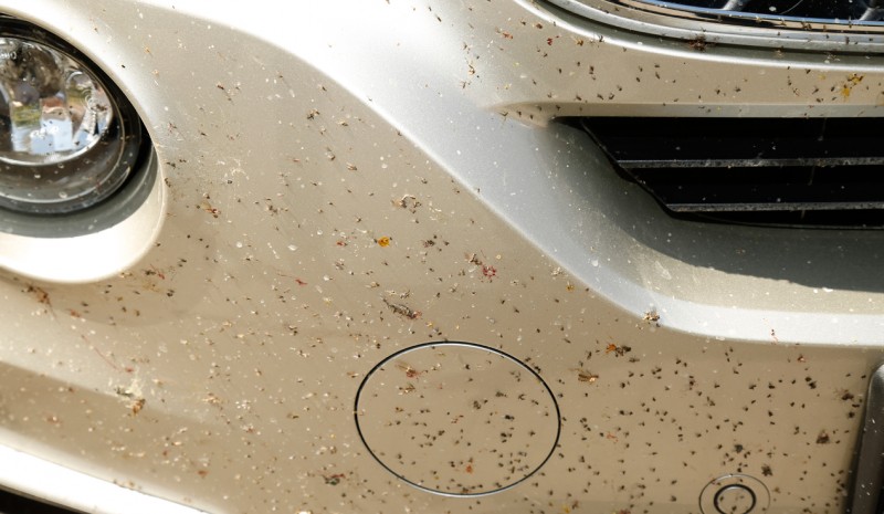 Hur tar man bort fläckar i bilen harts, tjära och myggor